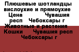 Плюшевые шотландцы вислоухие и прямоухие › Цена ­ 3 500 - Чувашия респ., Чебоксары г. Животные и растения » Кошки   . Чувашия респ.,Чебоксары г.